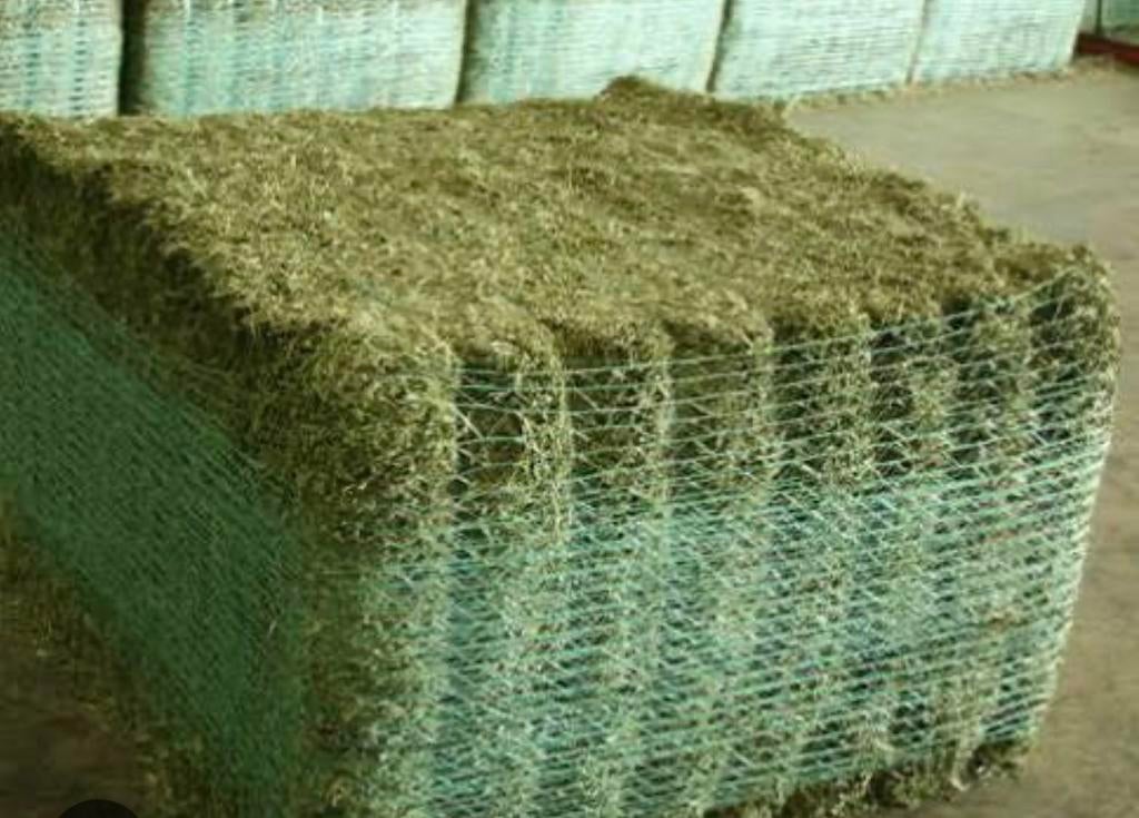 Pakken Luzerne te koop, Rumiplus, Ophalen of Verzenden