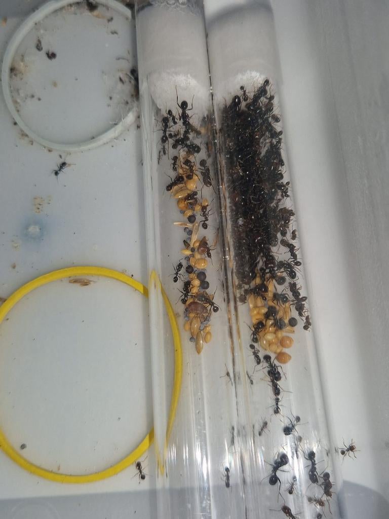 Messor barbarus 1q 70-150w | Récolteuse | fourmis, fourmis,, Animaux & Accessoires, Insectes & Araignées, Fourmis