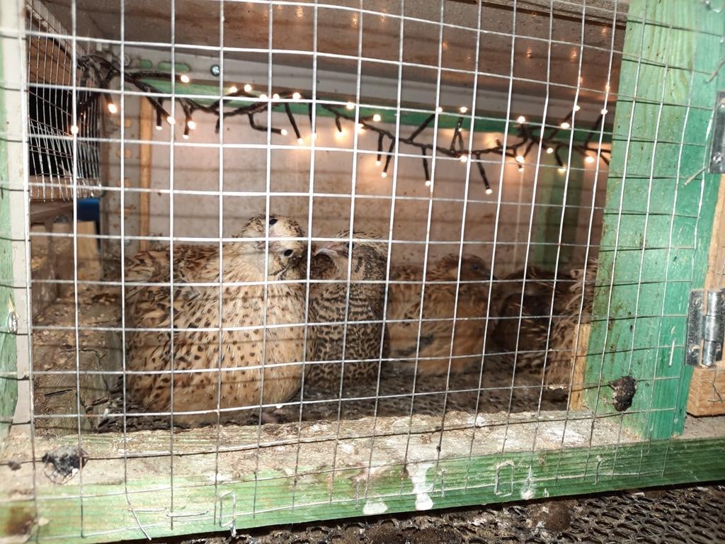 Broedeieren (soms kuikens) Jumbo Kwartel, Dieren en Toebehoren, Overige soorten