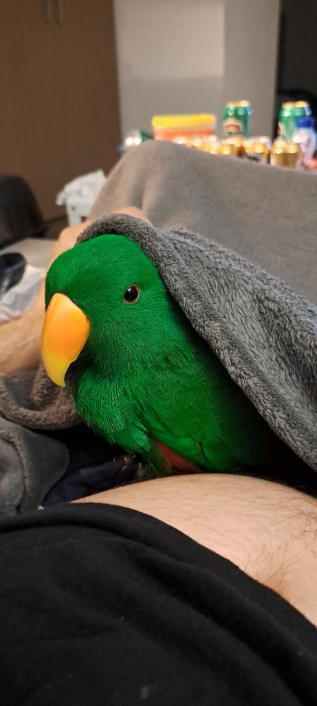 Gezocht: Edelpapegaai Pop (vrouwtje) zo jong mogelijk, Animaux & Accessoires, Oiseaux | Perruches & Perroquets, Perroquet, Femelle