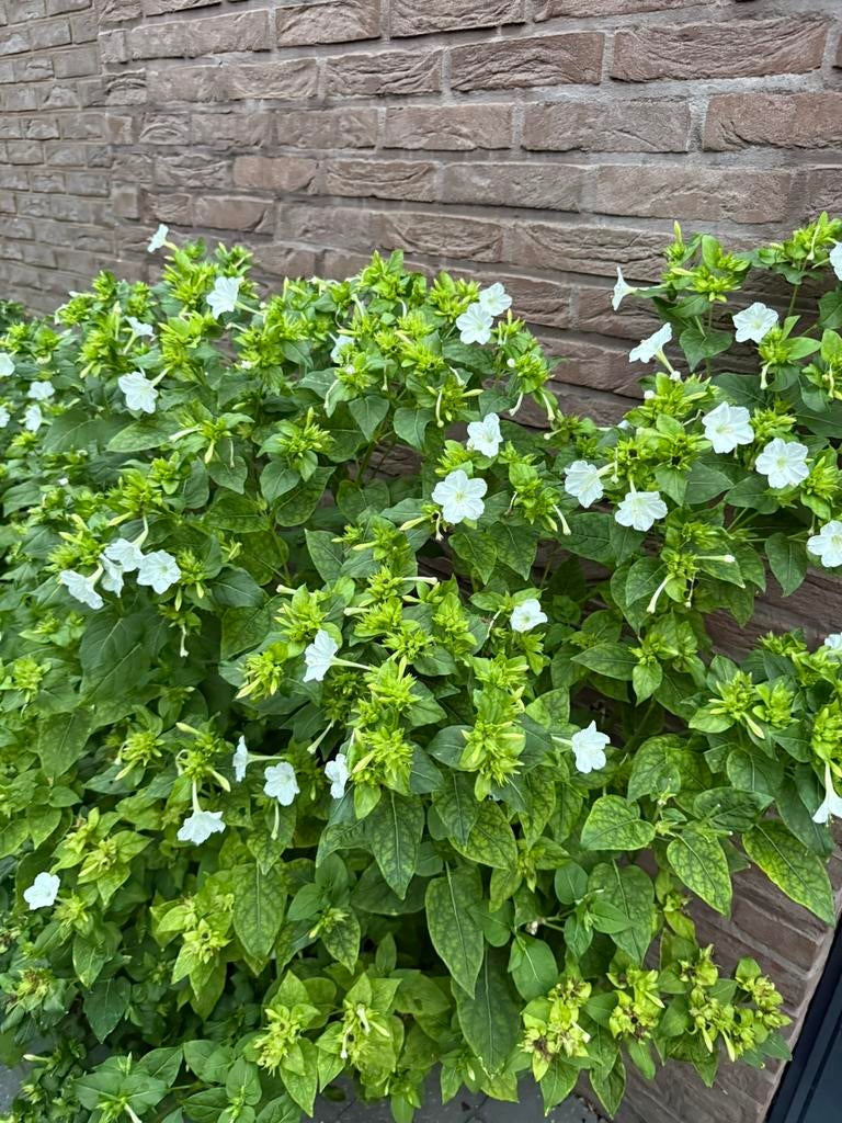 Nachtschone - wit - knollen, Ophalen, Overige soorten, Minder dan 100 cm