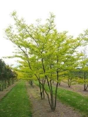 Gleditsia sunburst, Ophalen, In pot, Halfschaduw