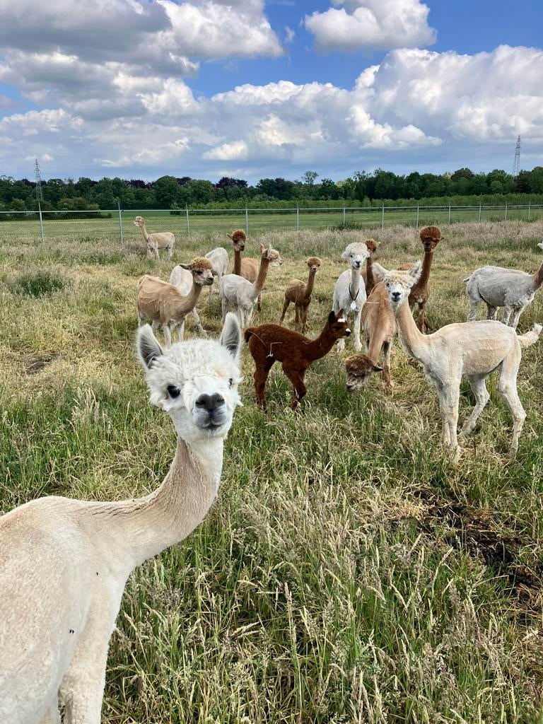 gemengde kudde alpaca’s (merries) en dekhengsten apart, Animaux & Accessoires, Animaux Autre, Plusieurs animaux, Mai