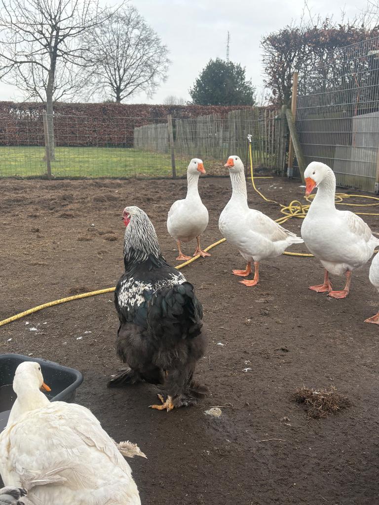 Brahma haan, Dieren en Toebehoren, Pluimvee, Mannelijk, Kip