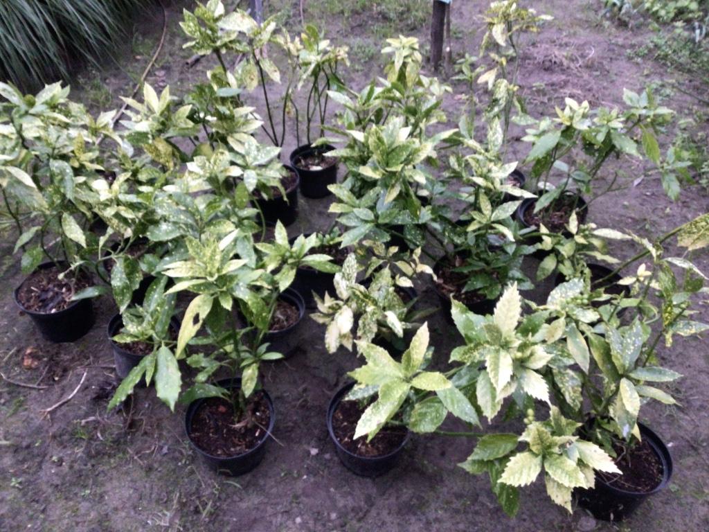 Japanse broodboom, Tuin en Terras, Ophalen, Struik