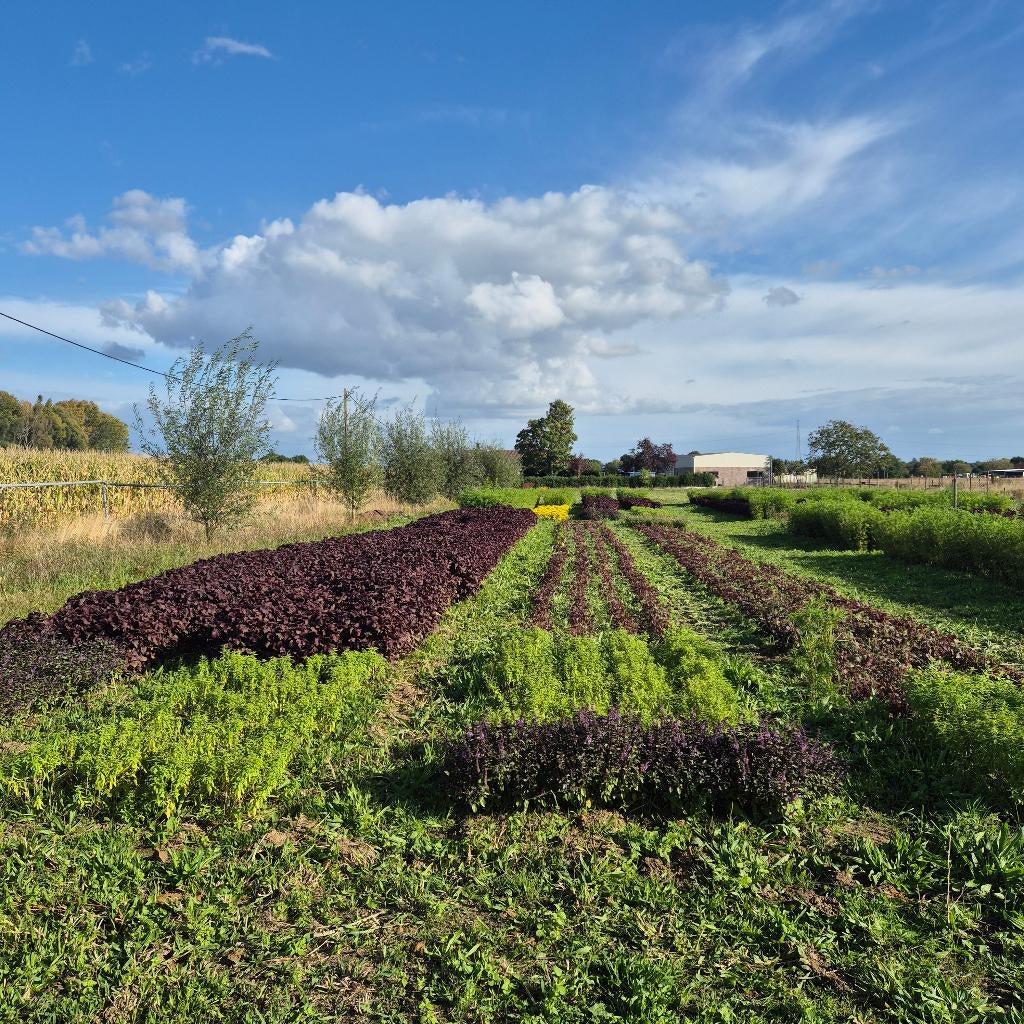 Partner gezocht voor bio-landbouwproject in Vremde (Ranst), Vacatures, Vacatures | Landbouw, Natuur en Milieu, Variabele uren