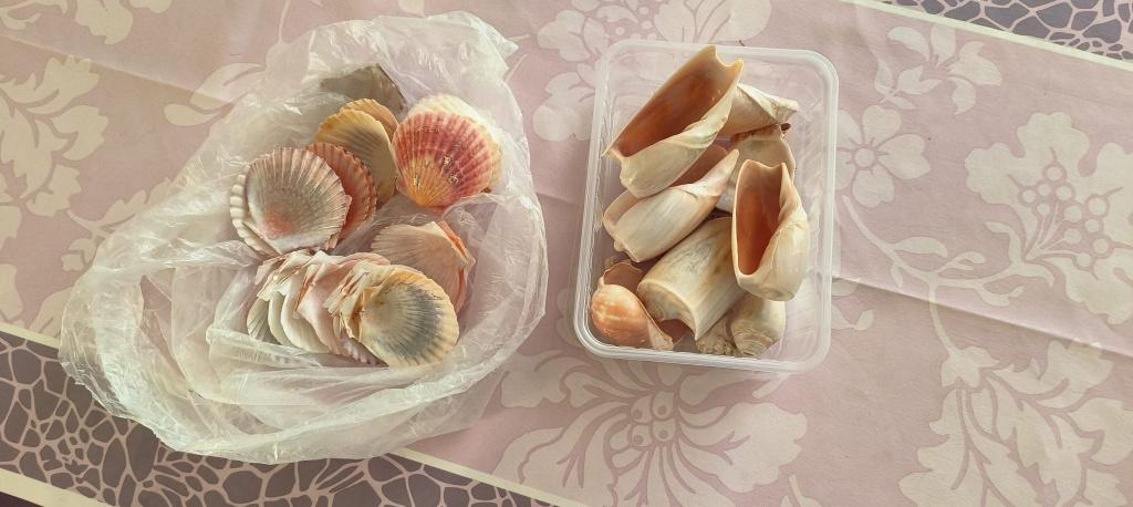 Verschillende schelpen, Ophalen of Verzenden, Schelp(en)