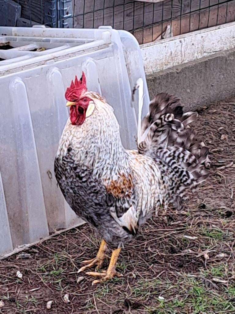 Prachtige hanen te koop