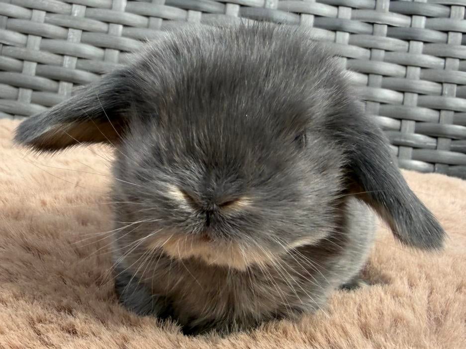 Superlieve & knappe jonge baby Dwerg hangoor konijntjes, Dieren en Toebehoren, Konijnen, Meerdere dieren, Dwerg, Hangoor, 0 tot 2 jaar