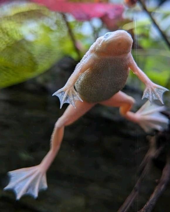 GEZOCHT: Dwergklauwkikkers geel, Animaux & Accessoires, Poissons | Poissons d'aquarium