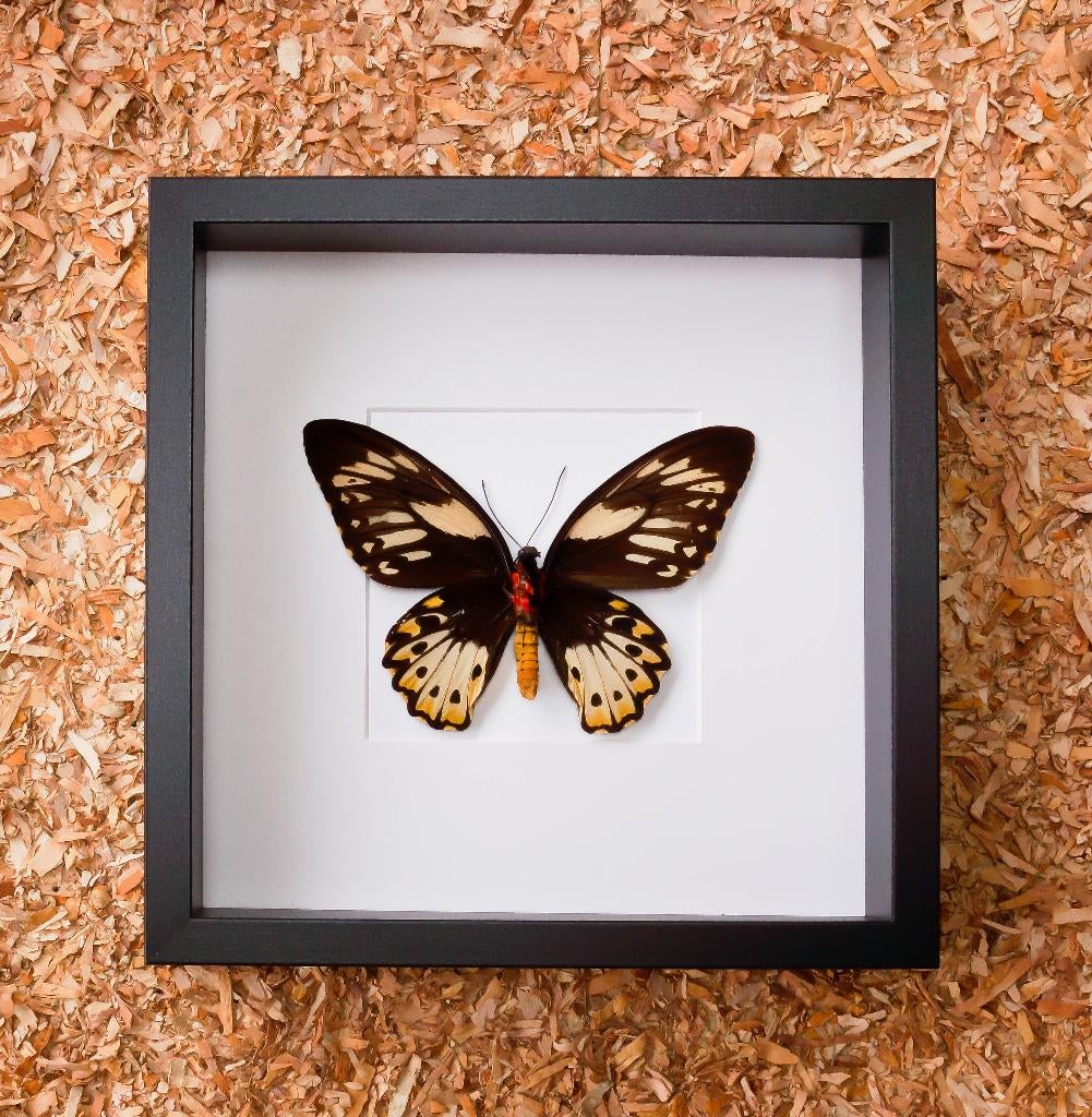 kader met opgezette vlinder, Verzamelen, Ophalen of Verzenden, Nieuw, Insect, Opgezet dier