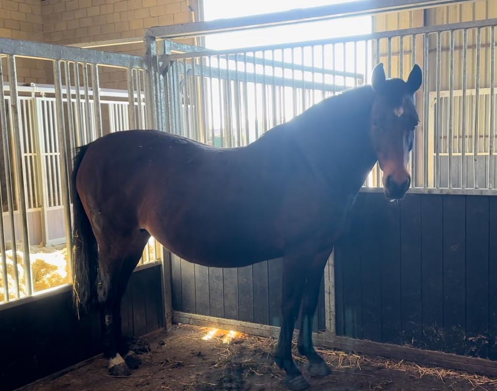 Drachtige fokmerrie, Dieren en Toebehoren, Paarden, Merrie, Springpaard, Met stamboom, 11 jaar of ouder
