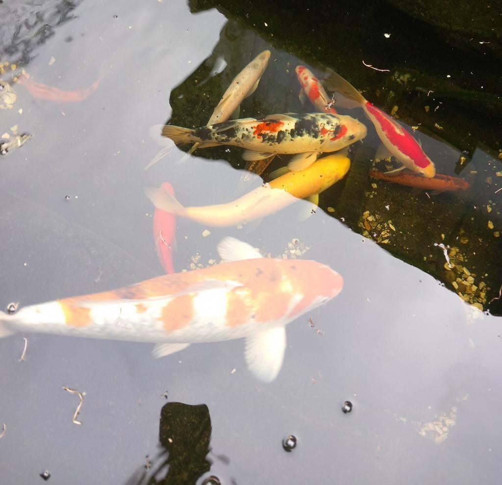 Koi's en goudvissen (weg wegens stoppen hobby), Dieren en Toebehoren, Vissen | Vijvervissen, Goudvis(sen)