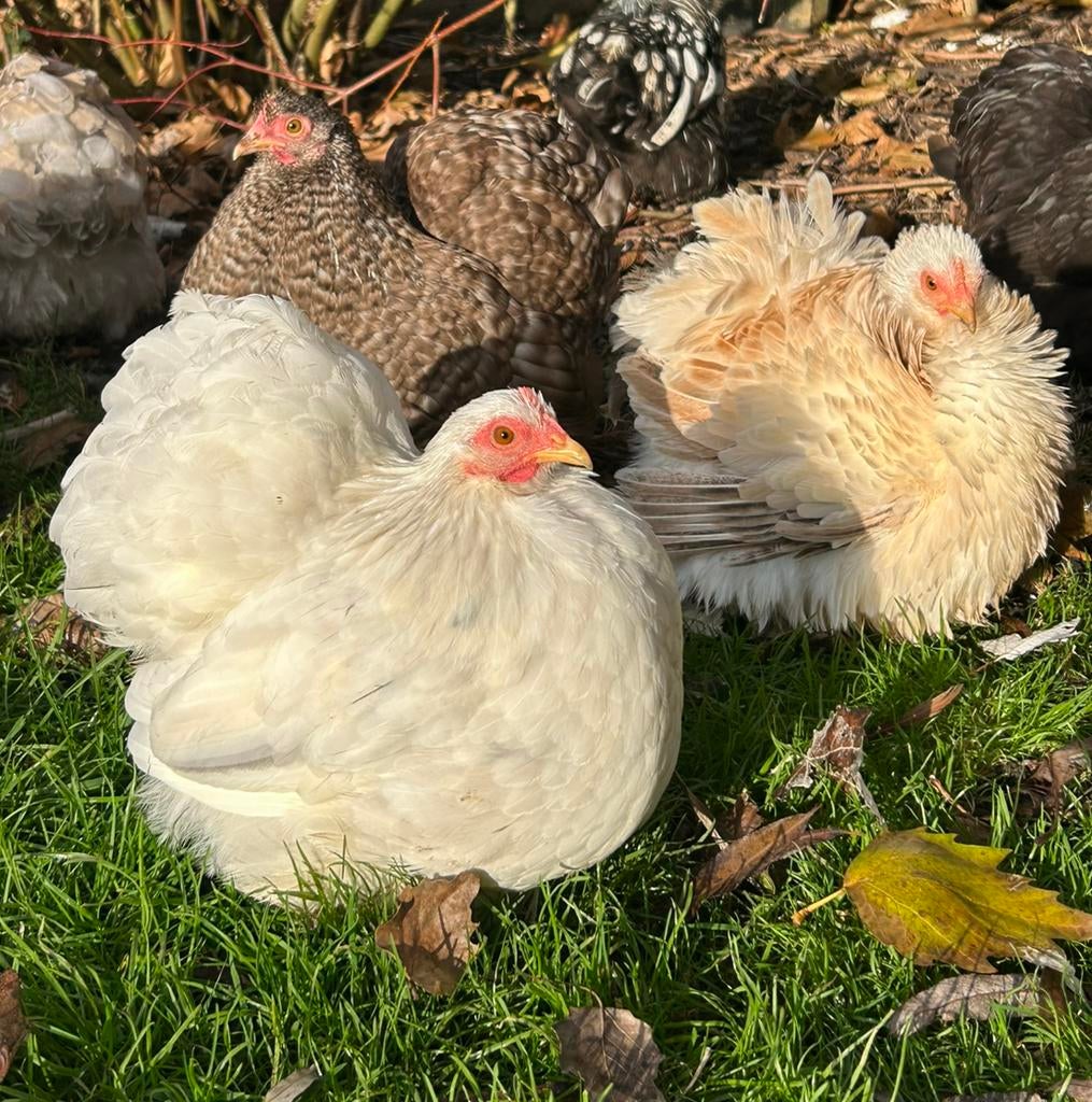 Cochin kriel broedeieren, Dieren en Toebehoren, Pluimvee