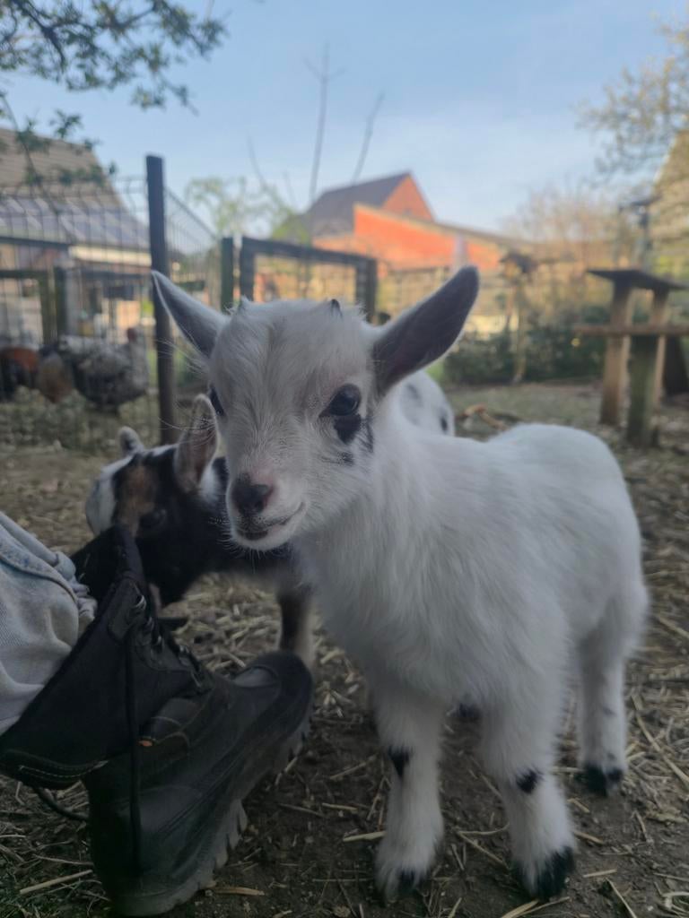 Dwerggeit bokje, Dieren en Toebehoren, Schapen, Geiten en Varkens