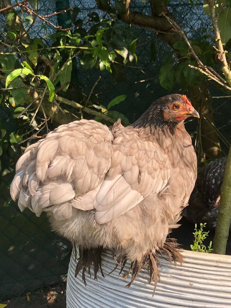 Cochin kriel broedeieren, Kip