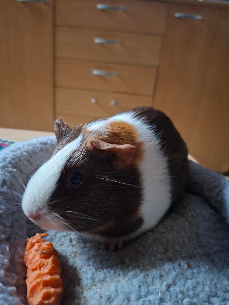 Cochon d'Inde à vendre, Animaux & Accessoires, Domestique, Septembre, Cobaye, Femelle