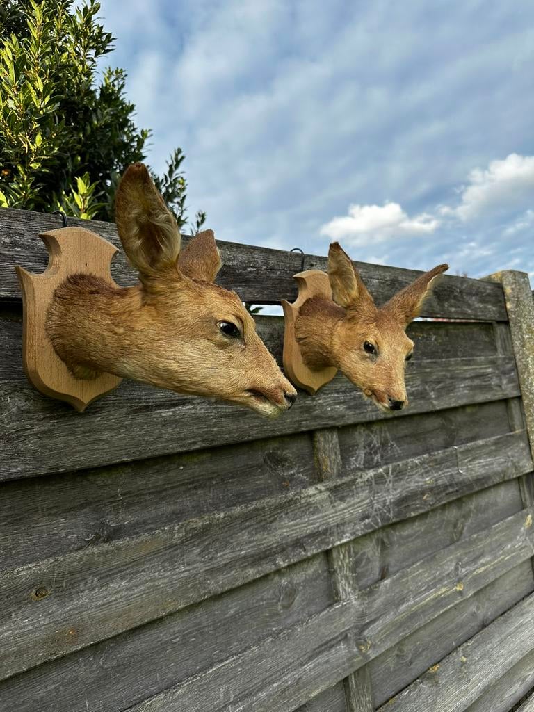 Taxidermie herten kopjes zeer mooie, Ophalen