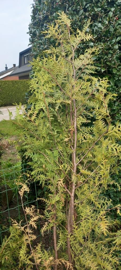 3 gratis lichtkleurige sparren nog in pot, Tuin en Terras, Planten | Bomen, Ophalen, In pot