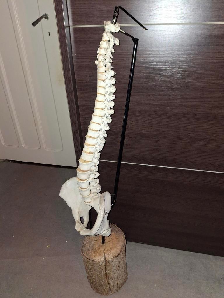 Wervelkolom (anatomisch model), Antiek en Kunst, Curiosa en Brocante, Ophalen