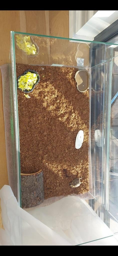 Terrarium, Animaux & Accessoires, Enlèvement ou Envoi