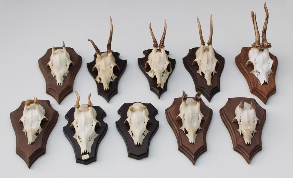 OPRUIMING : 10 x REE GEWEI op houten schild met kaakdeeltjes, Verzamelen, Dierenverzamelingen, Ophalen of Verzenden, Gebruikt