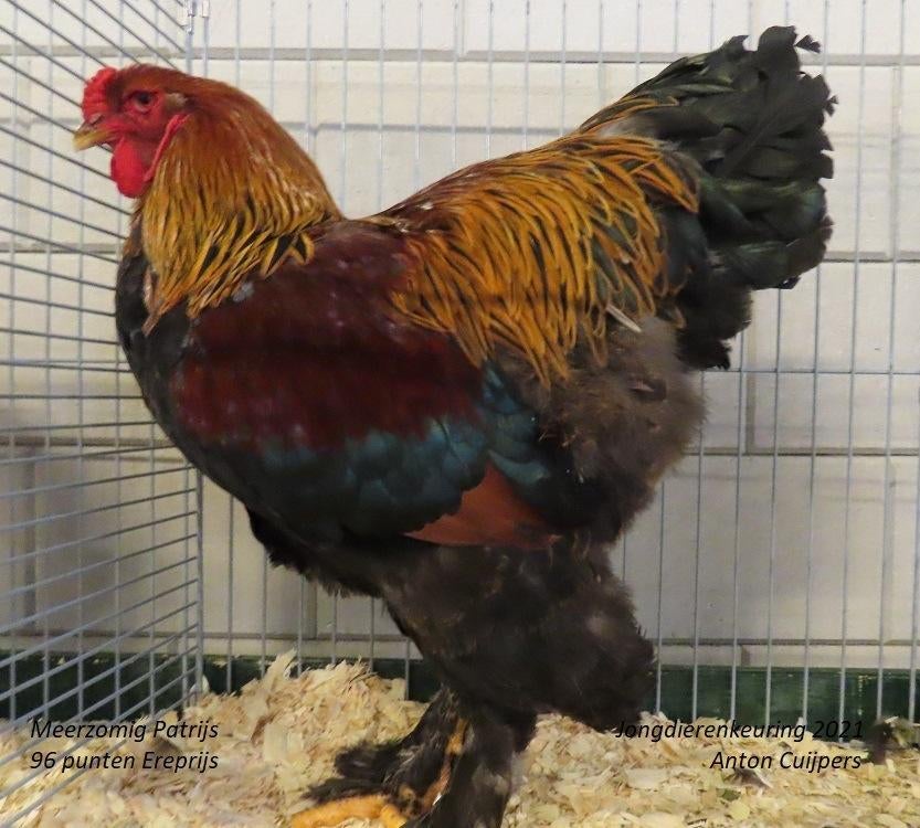 Haan, Poule ou poulet