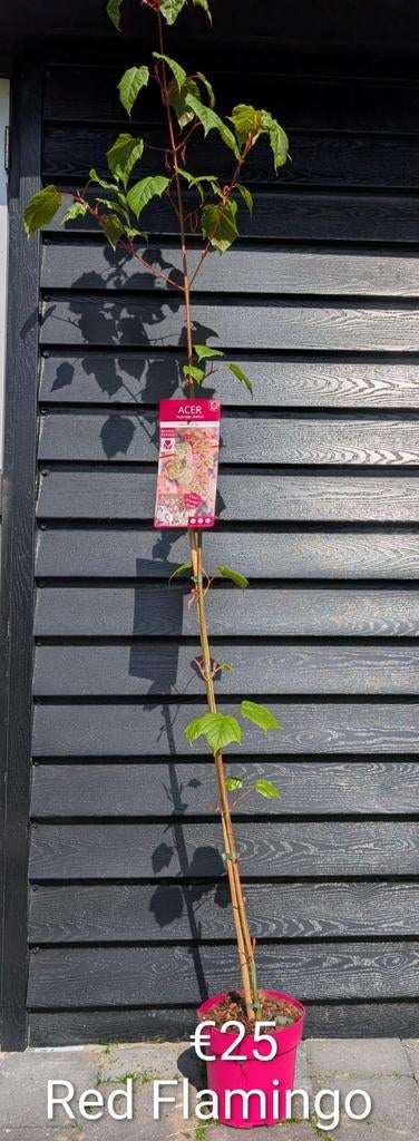 Acer Red Flamingo. Slangenhuid Japanse esdoorn, Ophalen