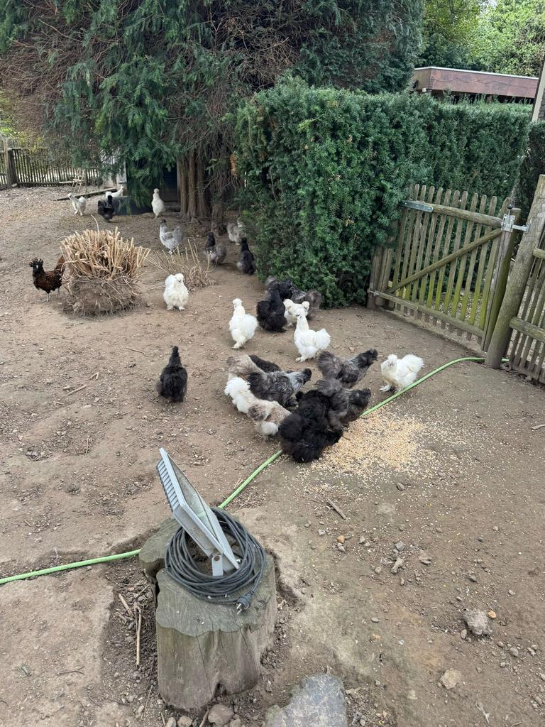 USA zijdehoenders, Dieren en Toebehoren, Vrouwelijk, Kip