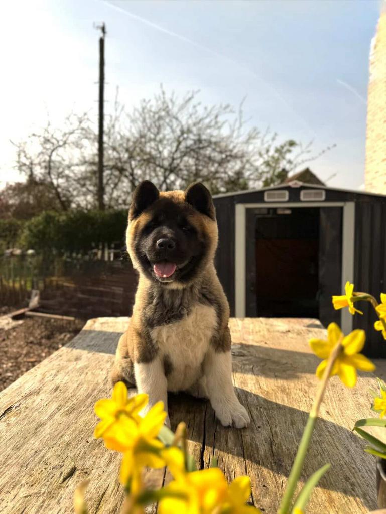 Chiot Akita américain, Animaux & Accessoires, Hépatite contagieuse (maladie de Rubarth), Chienne, Belgique, 8 à 15 semaines