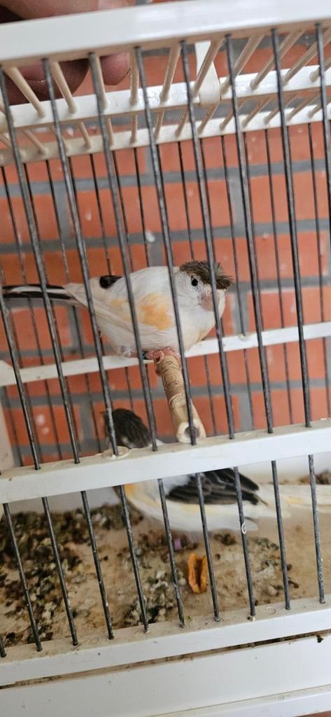 Poppen te koop, Dieren en Toebehoren, Vogels | Kanaries