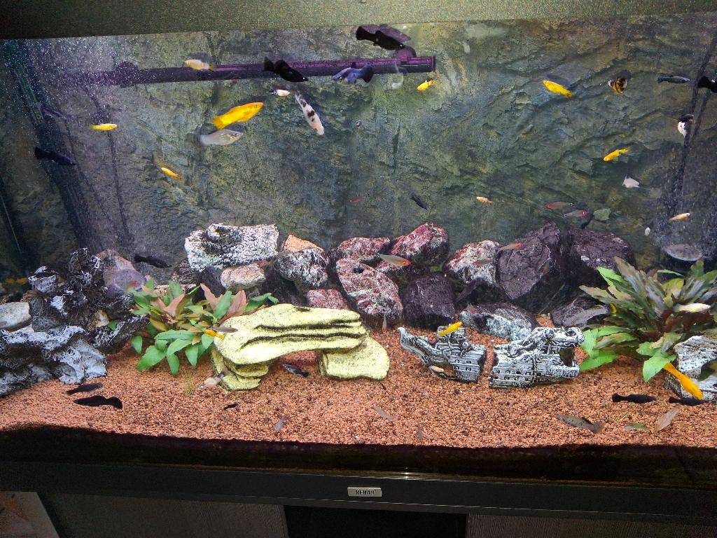 volledige aquarium, Dieren en Toebehoren, Ophalen, Gebruikt, Inclusief vissen, Gevuld zoetwateraquarium