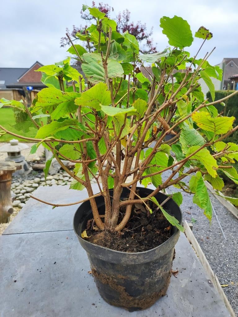 Bonsai startplant hazelaar, Ophalen