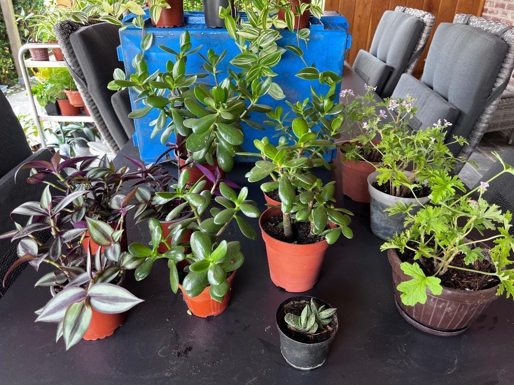 Verschillende Planten, Jardin & Terrasse, Plantes | Jardin, Enlèvement