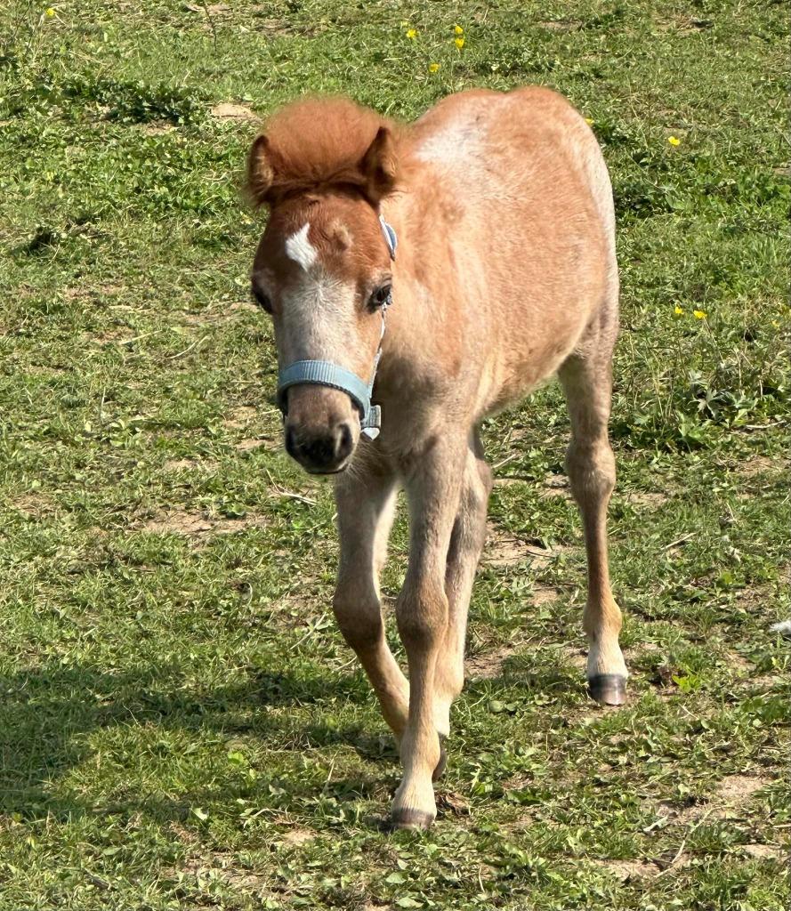 MINI PAARDJE, Dieren en Toebehoren, Met stamboom, 0 tot 2 jaar, Hengst, A pony (tot 1.17m)