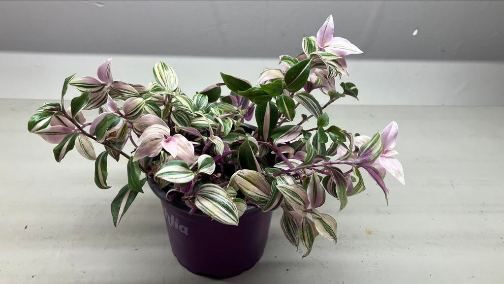Tradescantia, Enlèvement ou Envoi