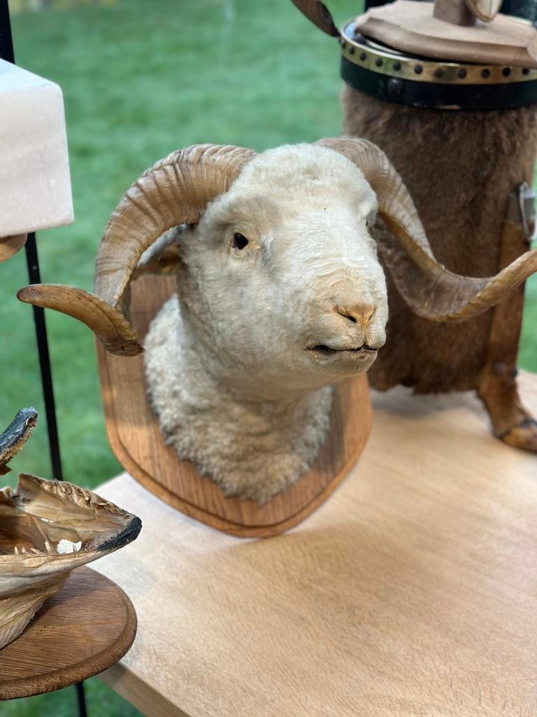 Opgezette schaap kop taxidermie, Enlèvement ou Envoi