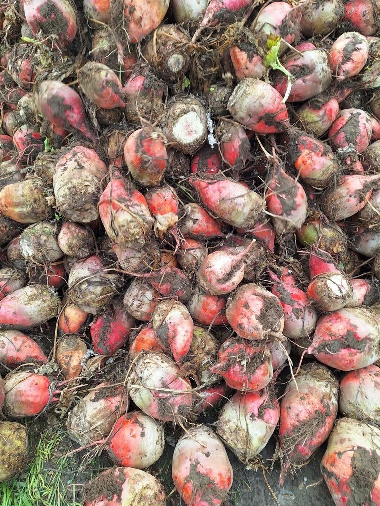 Handgerooide voederbieten rialto, Zakelijke goederen, Ophalen