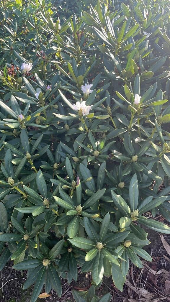 Rhododendron Cunningham White locatie Oisterwijk, Ophalen of Verzenden, Rhododendron