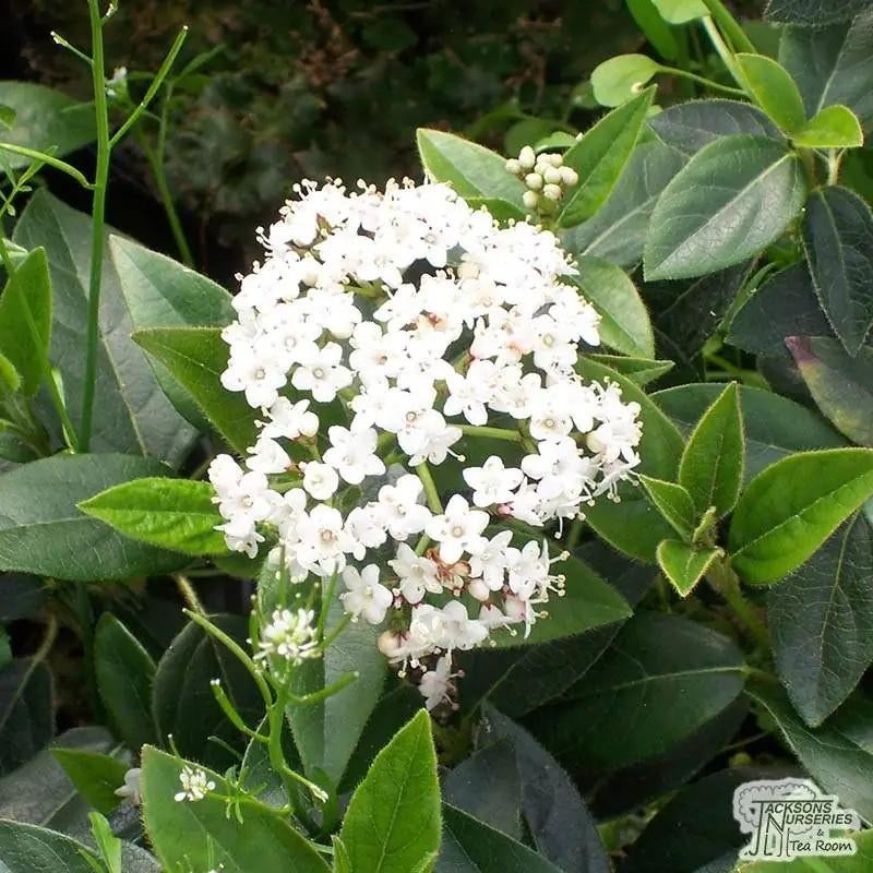 Viburnum tinus, Ophalen
