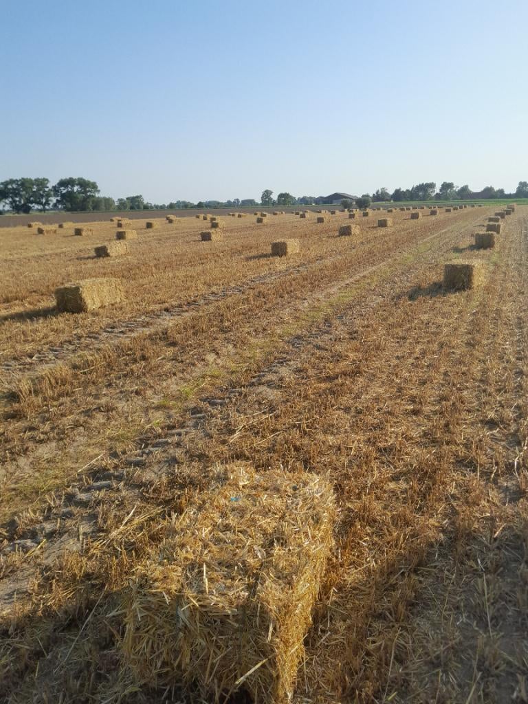Gerstestro, Zakelijke goederen, Landbouw | Veevoer, Ophalen