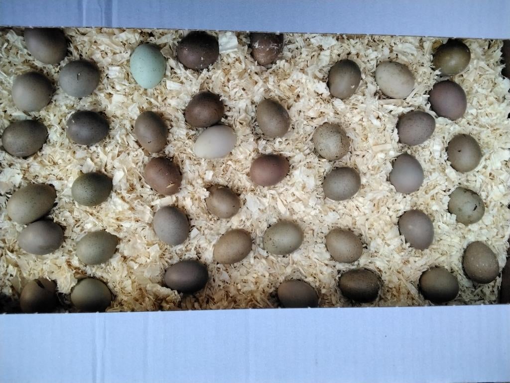 Broedeieren van Chinese Dwergkwartels., Dieren en Toebehoren