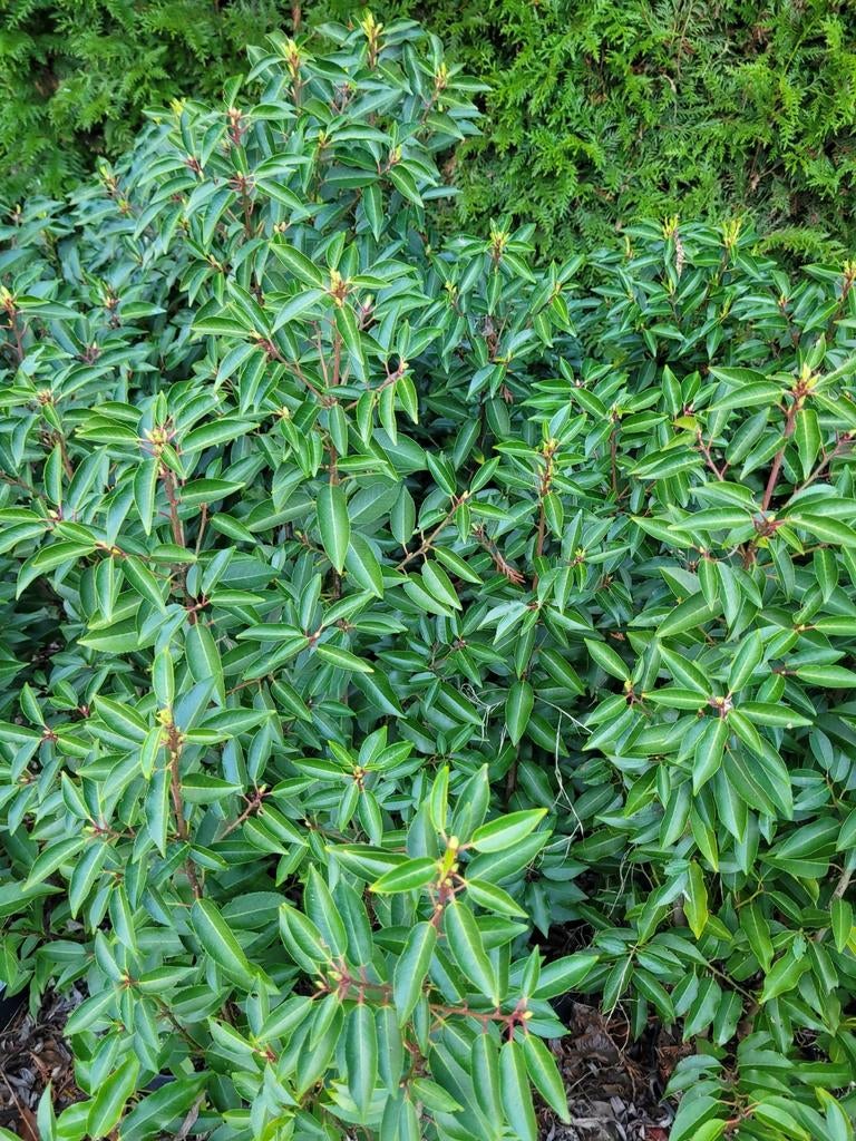 Uitverkoop portugese laurierhaag mooie kortingen op = op!, Ophalen of Verzenden, Buxus