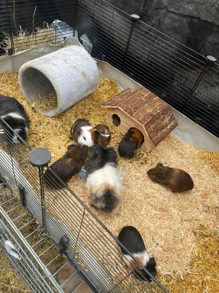 Baby caviaatjes, nog 1 beertje., Janvier, Plusieurs animaux, Cobaye