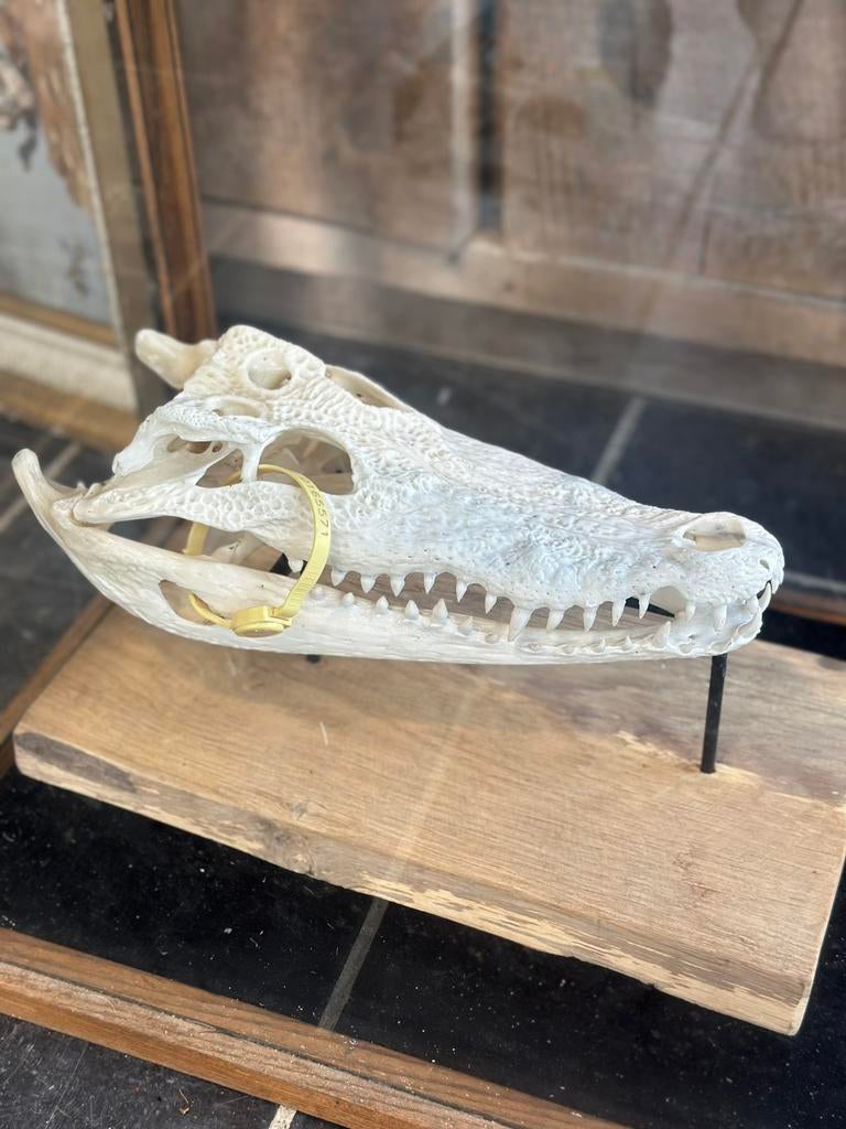 Schedel krokodil met cetis, Ophalen