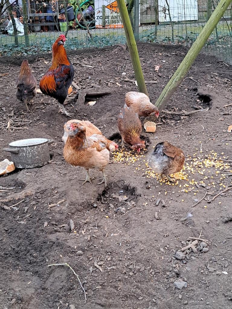 Araucana kippen te koop, Dieren en Toebehoren
