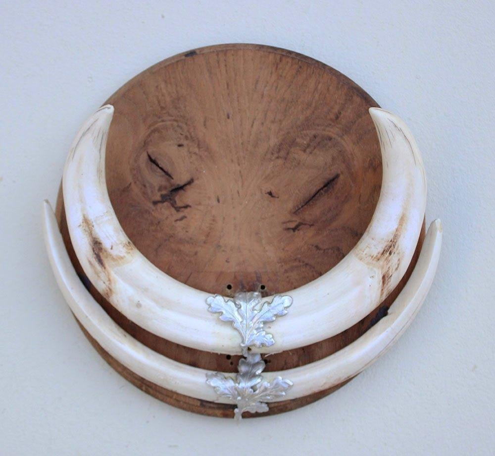 Tanden WRATTENZWIJN op wortelhouten schild (ref. F), Verzenden, Zo goed als nieuw, Wild dier, Overige typen