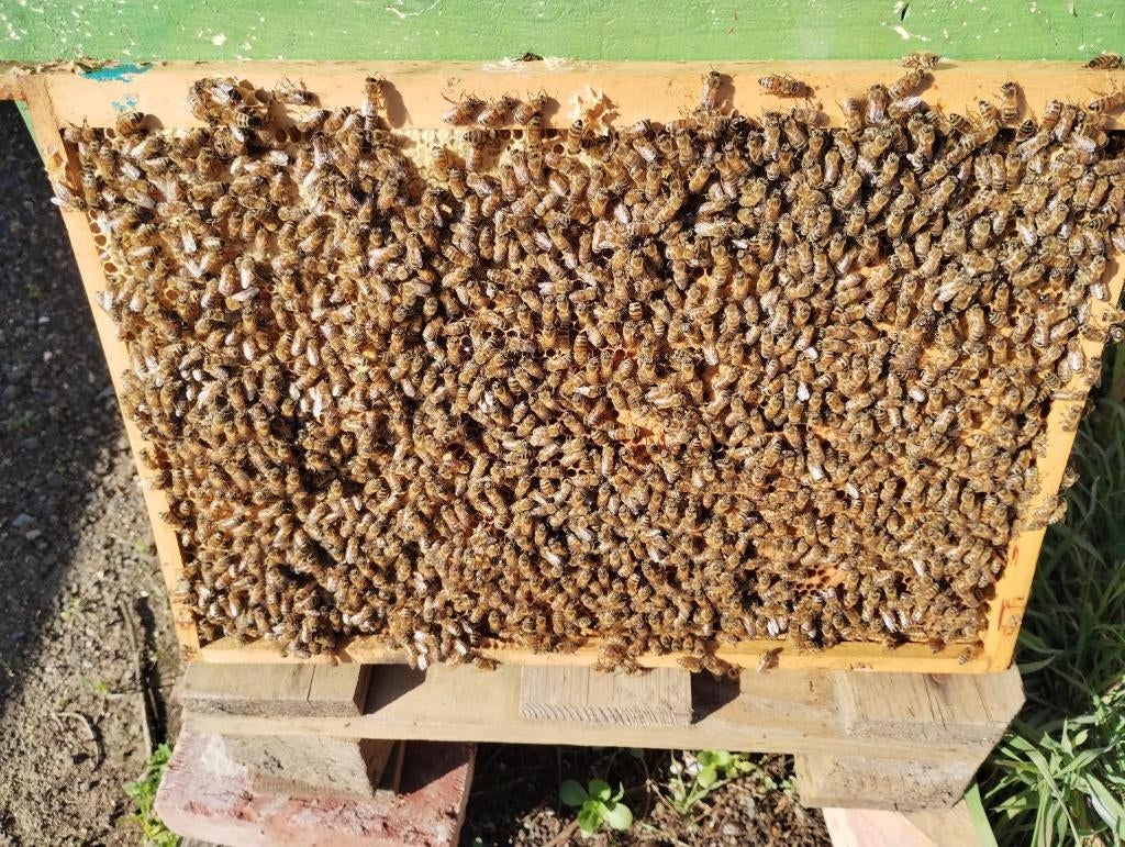 essaim Buckfast F1 sur 6 cadres Dadant, Animaux & Accessoires, Insectes & Araignées, Abeilles