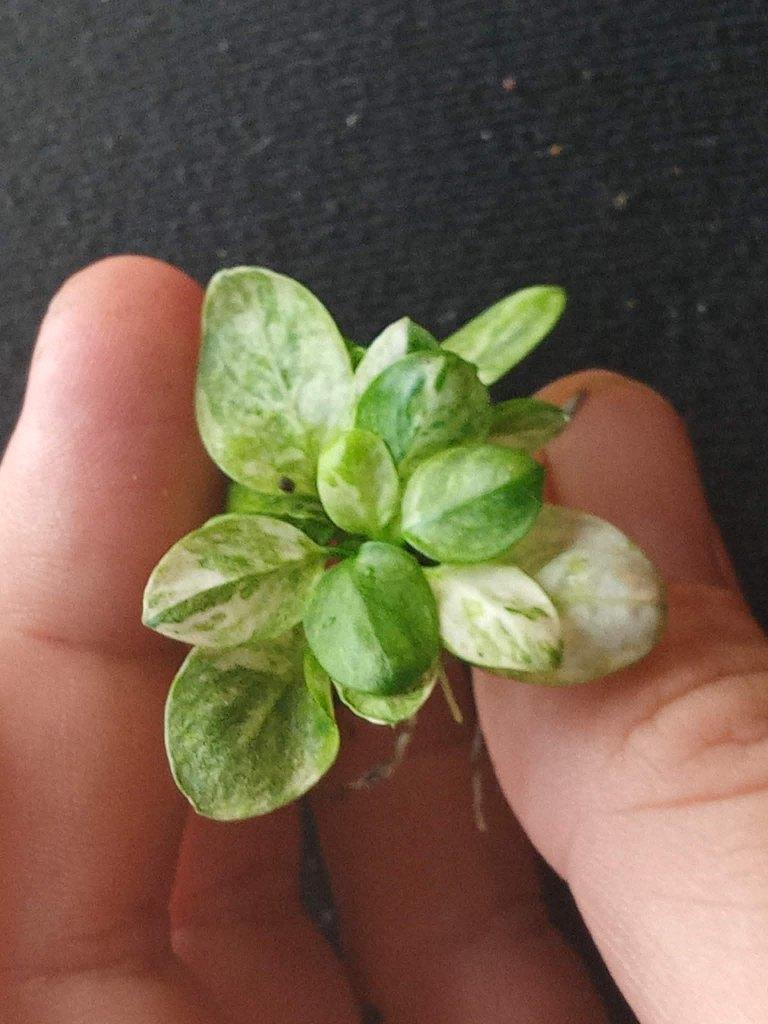 Anubias nana White, Animaux & Accessoires, Enlèvement, Neuf, Plante(s), Pierre ou Bois