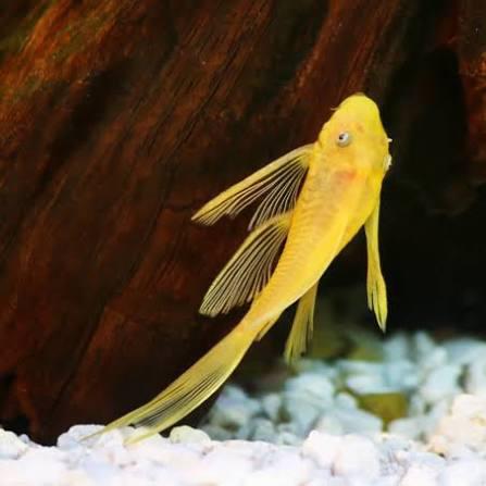 Ancistrus lemon longfin, Animaux & Accessoires, Poisson, Poisson d'eau douce